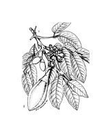 Canarium ovatum PROSEA linedrawing.tif