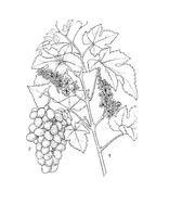 Vitis vinifera PROSEA linedrawing.tif