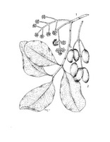 Syzygium cumini PROSEA linedrawing.tif