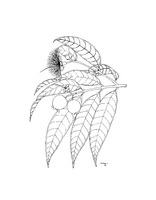 Syzygium jambos PROSEA linedrawing.tif