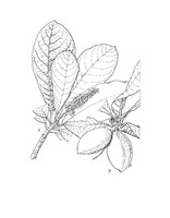 Terminalia kaernbachii PROSEA linedrawing.tif