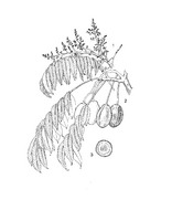 Spondias cytherea PROSEA linedrawing.tif