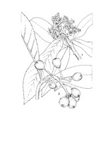 Eriobotrya japonica PROSEA linedrawing.tif