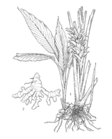 Curcuma longa PROSEA linedrawing.png