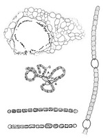 Anabaena PROSEA.TIF