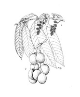 Bouea macrophylla PROSEA linedrawing.tif