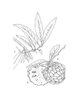 Annona squamosa PROSEA linedrawing.tif