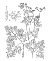 Anthriscus cerefolium PROSEA linedrawing.png