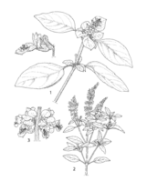 Ocimum basilicum PROSEA linedrawing.png