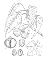 Aleurites moluccana PROSEA linedrawing.png