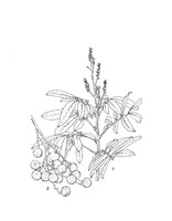 Dimocarpus longan PROSEA linedrawing.tif