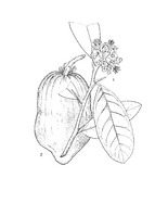 Citrus medica PROSEA linedrawing.tif