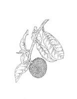 Artocarpus rigidus PROSEA linedrawing.tif