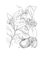 Citrus reticulata PROSEA linedrawing.tif