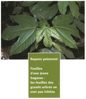 Bagassa guianensis Pharmacopées Guyane.jpg