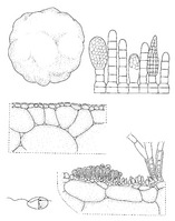 Colpomenia sinuosa PROSEA.TIF