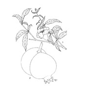 Punica granatum PROSEA linedrawing.tif