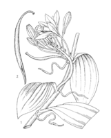 Vanilla planifolia PROSEA linedrawing.png