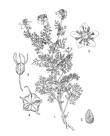 Nigella sativa PROSEA linedrawing.png