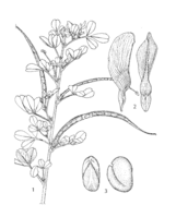 Trigonella foenum-graecum PROSEA linedrawing.png