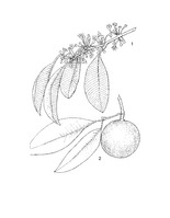 Chrysophyllum cainito PROSEA linedrawing.tif