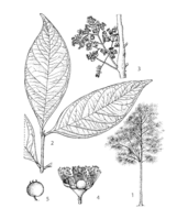 Syzygium polyanthum PROSEA linedrawing.png