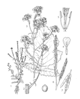 Brassica nigra PROSEA linedrawing.png