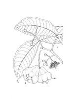 Syzygium samarangense PROSEA linedrawing.tif