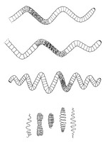 Arthrospira PROSEA.TIF