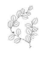 Ziziphus mauritiana PROSEA linedrawing.tif