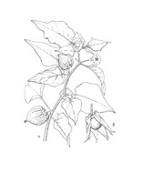 Physalis peruviana PROSEA linedrawing.tif