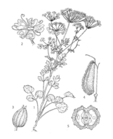 Pimpinella anisum PROSEA linedrawing.png