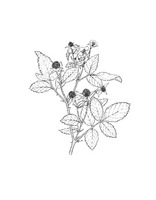 Rubus rosifolius PROSEA linedrawing.tif