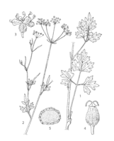 Trachyspermum roxburghianum PROSEA linedrawing.png