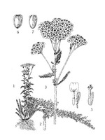 Achillea millefolium MC.tif