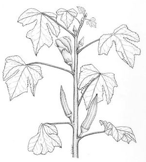 Abelmoschus esculentus TRAMIL dessin.jpg