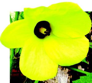 Abelmoschus esculentus TRAMIL fleur.jpg