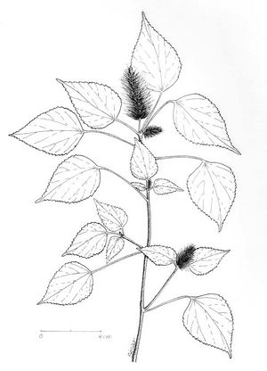 Acalypha alopecuroidea TRAMIL dessin.jpg