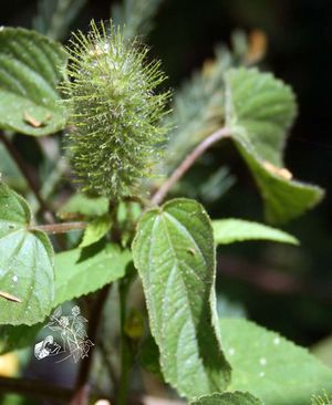 Acalypha alopecuroidea TRAMIL inflorescence.jpg