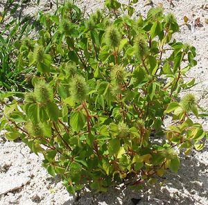 Acalypha alopecuroidea TRAMIL plante.jpg