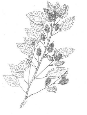 Acalypha aristata dessin TRAMIL.jpg