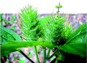 Acalypha aristata inflorescence TRAMIL.jpg