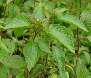 Acalypha aristata plante TRAMIL.jpg