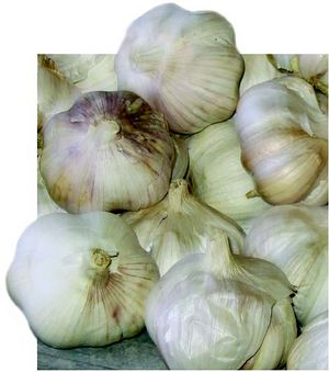 Allium sativum bulbes TRAMIL.jpg