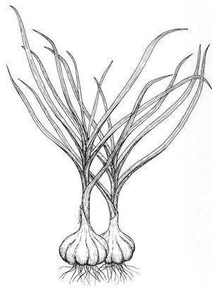 Allium sativum dessin TRAMIL.jpg