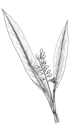 Alpinia zerumbet dessin TRAMIL.jpg