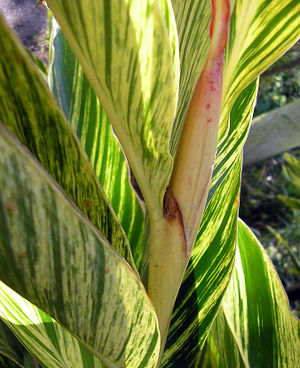 Alpinia zerumbet feuilles TRAMIL.jpg