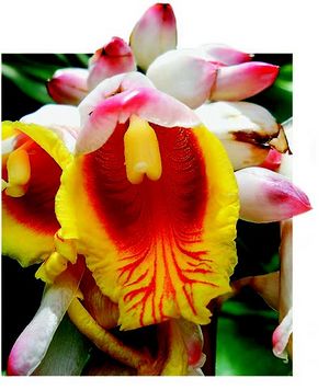 Alpinia zerumbet fleur TRAMIL.jpg