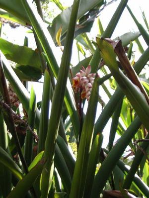 Alpinia zerumbet inflorescence TRAMIL.jpg