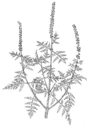 Ambrosia peruviana dessin TRAMIL.jpg